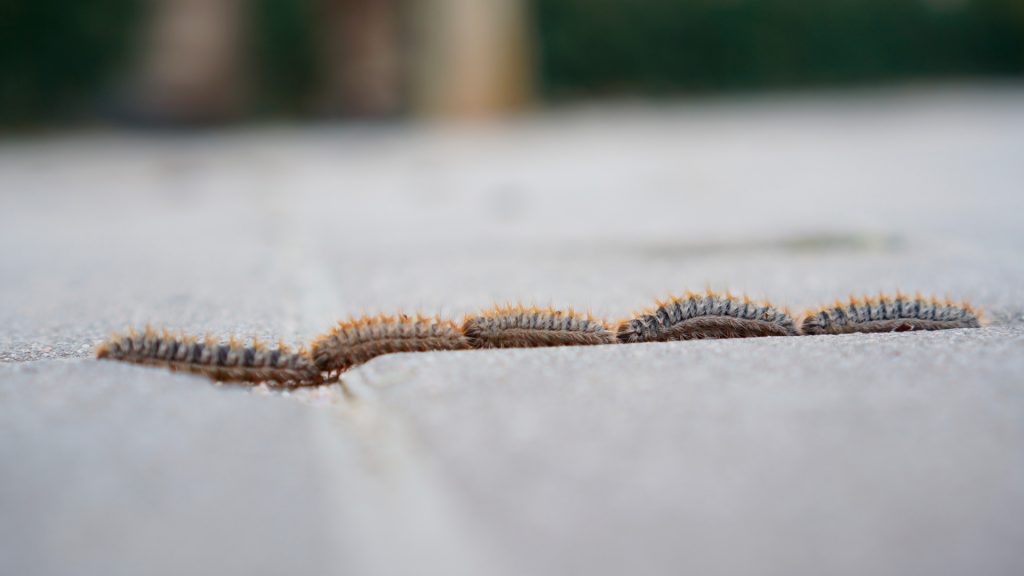 orugas caterpillar insect
